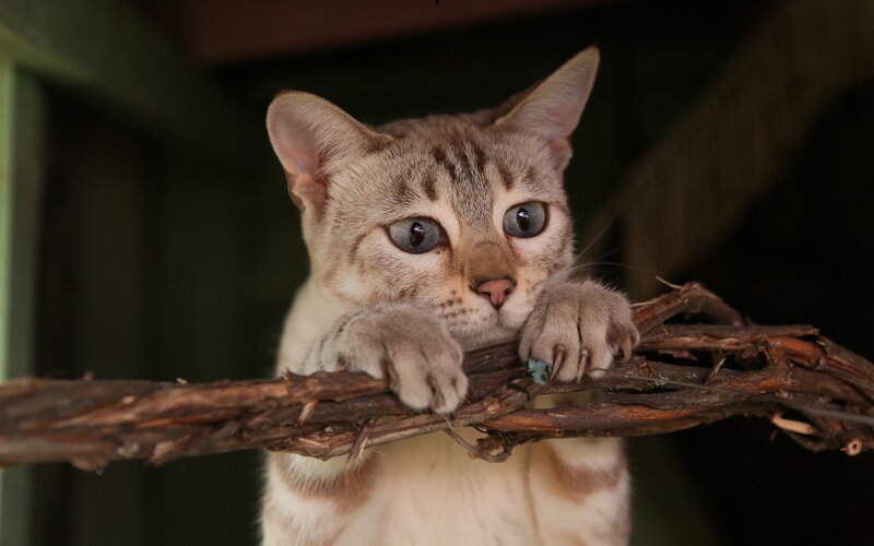 Brown Tabby Cat — Curious, Photograph, Branch