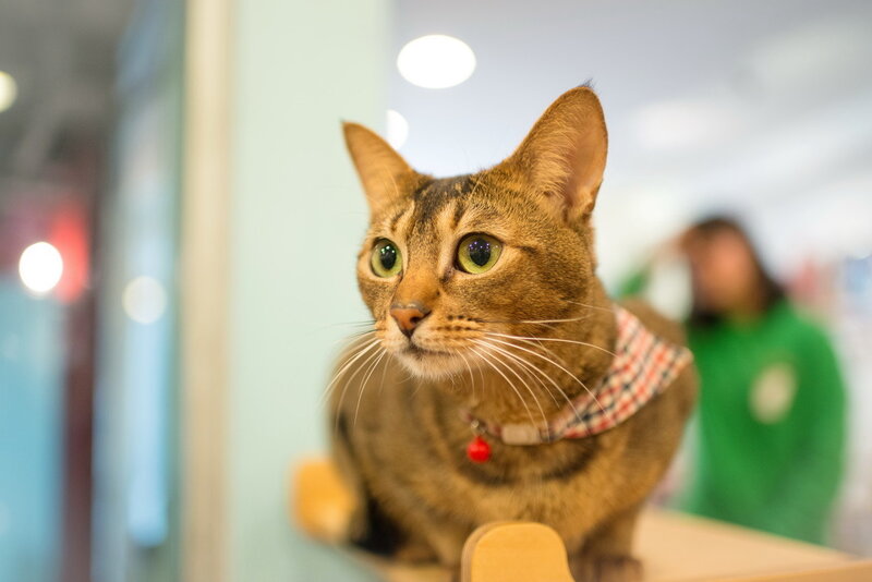 Brown Tabby Cat — Curious, Photograph, Collar