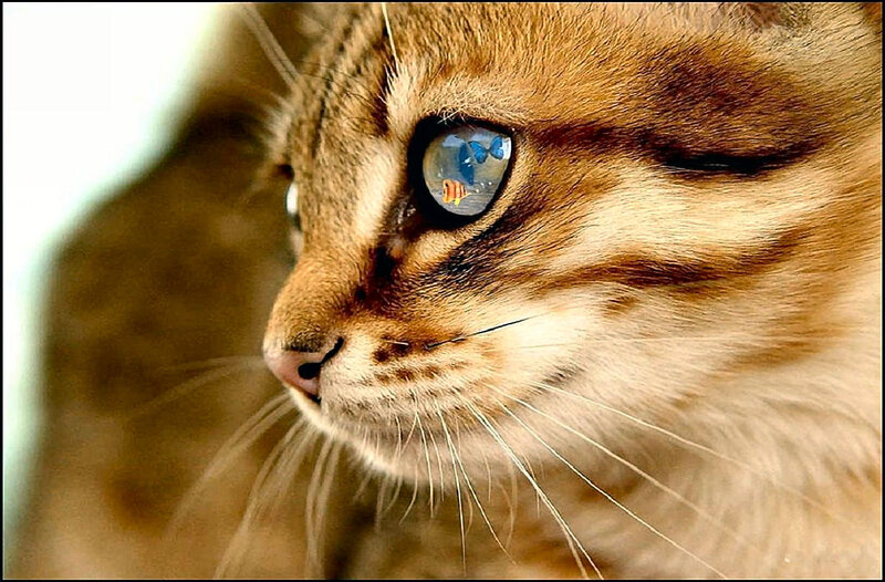 Brown Tabby Cat — Curious, Photograph, Eye Reflection