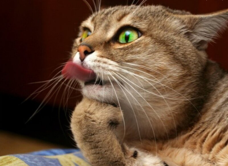 Brown Tabby Cat — Curious, Photograph