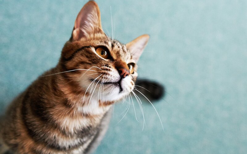 Brown Tabby Cat — Curious, Photograph, Whiskers, Blue Background