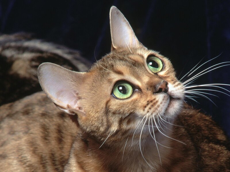 Brown Tabby Cat — Curious, Photograph, Whiskers, Green Eyes, Dark Background