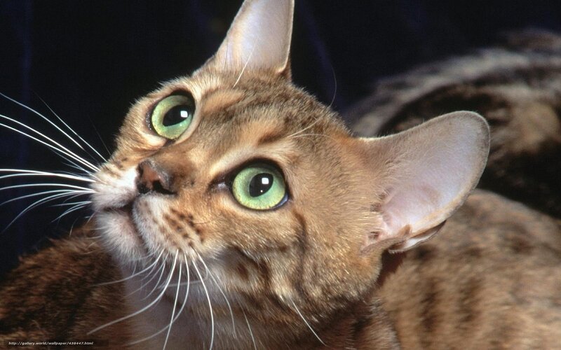 Brown Tabby Cat — Curious, Photograph, Whiskers
