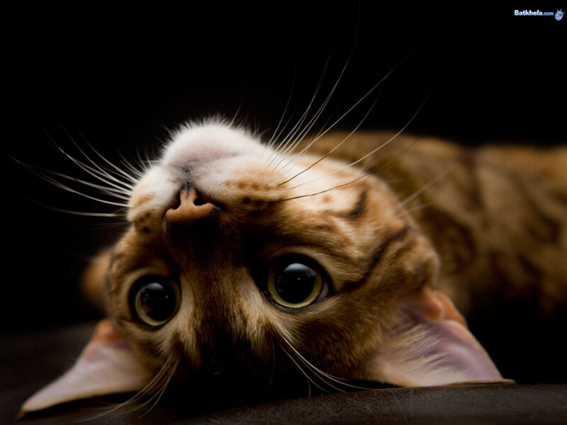 Brown Tabby Cat — Curious