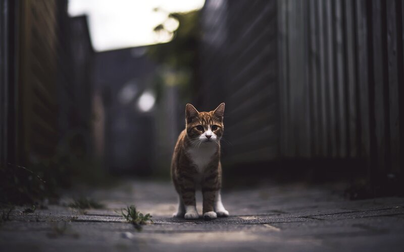 Brown Tabby Cat — Dramatic, Afternoon