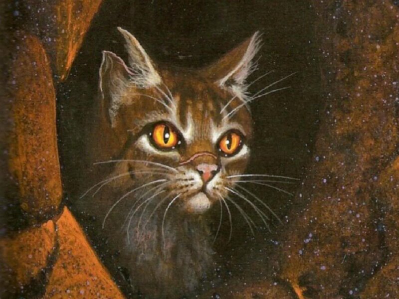 Brown Tabby Cat — Dramatic, Night