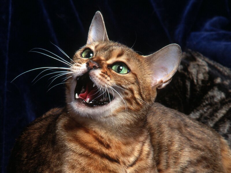 Brown Tabby Cat — Dramatic, Photograph, Whiskers, Blue Fabric