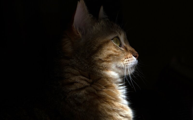 Brown Tabby Cat — Dramatic, Photograph, Whiskers