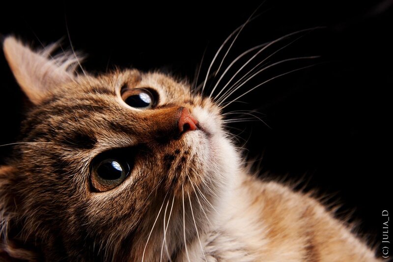 Brown Tabby Cat — Dramatic