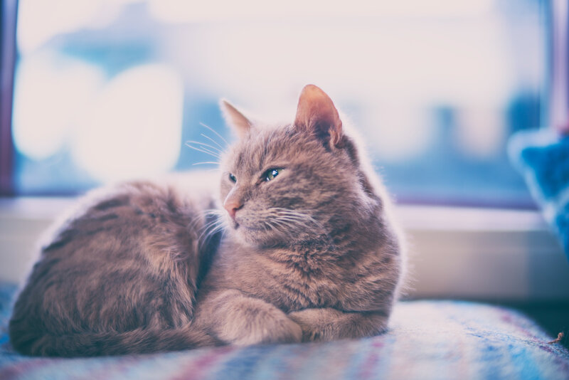 Brown Tabby Cat — Gray