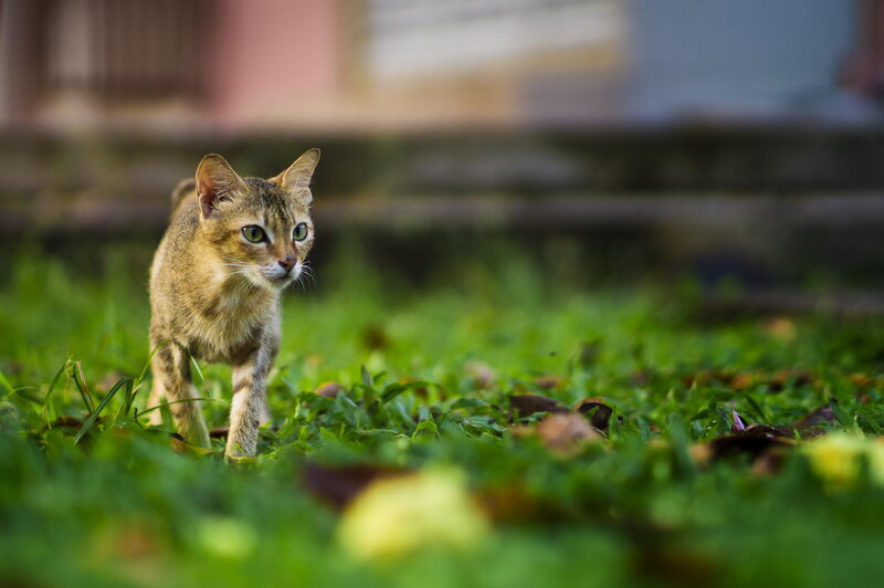 Brown Tabby Cat — Green, Alert