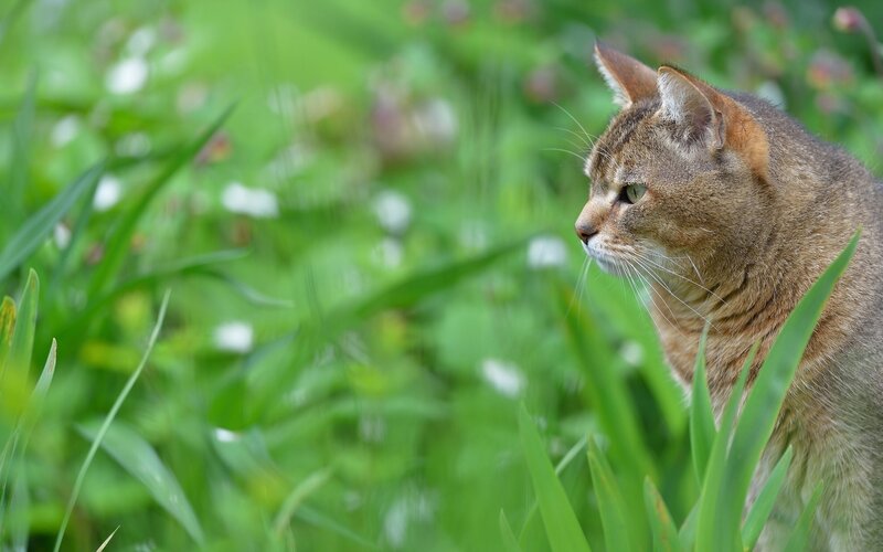 Brown Tabby Cat — Green, Calm, Afternoon, Photograph