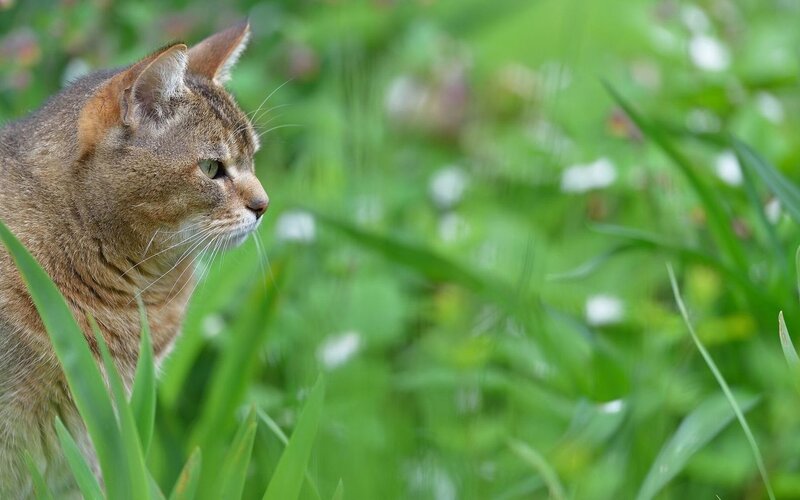 Brown Tabby Cat — Green, Calm, Afternoon