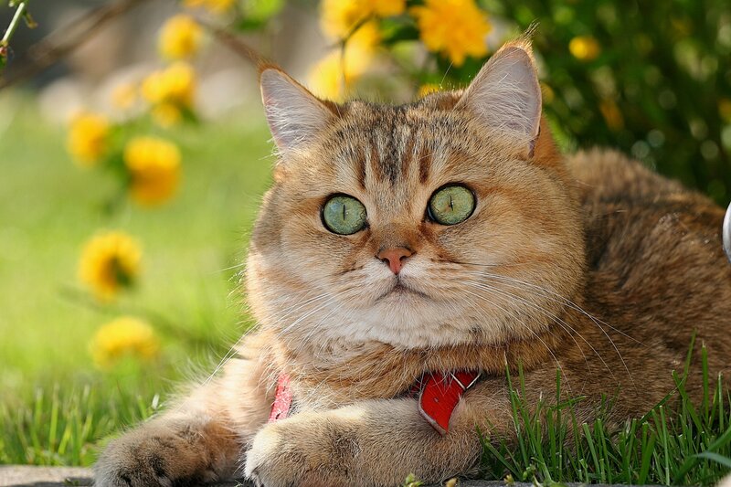 Brown Tabby Cat — Green, Calm, Spring