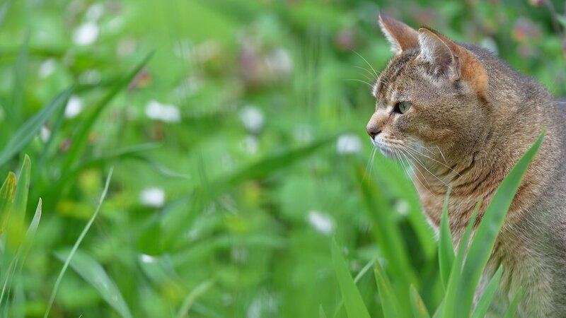 Brown Tabby Cat — Green, Calm