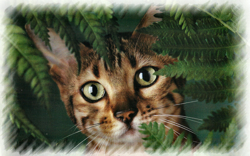 Brown Tabby Cat — Green, Curious