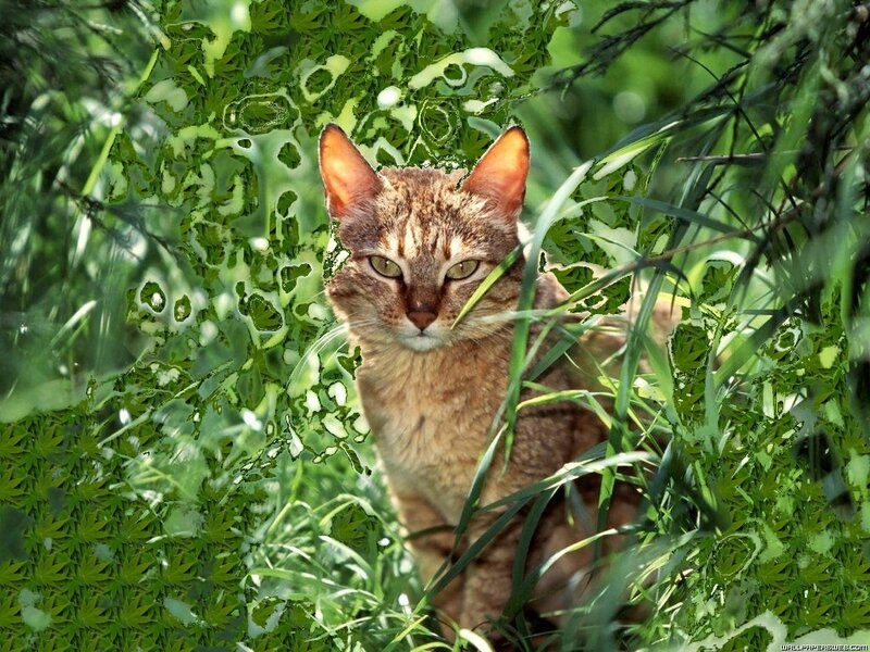 Brown Tabby Cat — Green