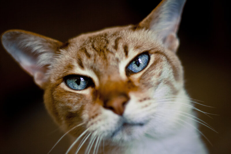 Brown Tabby Cat — Intense, Photograph, Blue Eyes