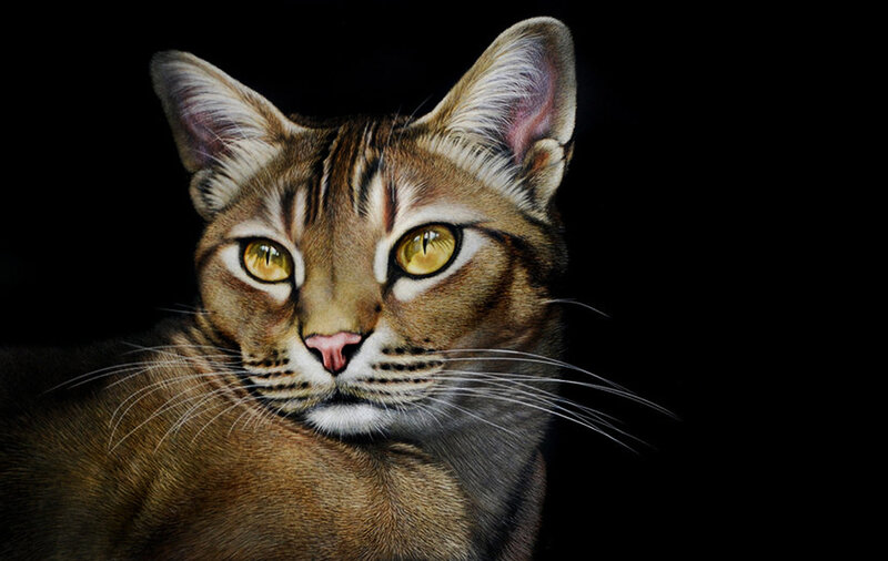 Brown Tabby Cat — Intense