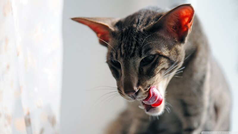 Brown Tabby Cat Licking