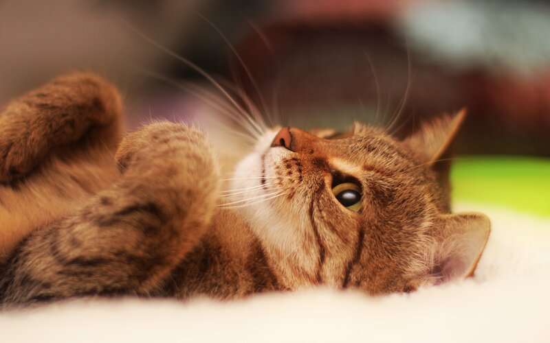 Brown Tabby Cat Lying — Calm