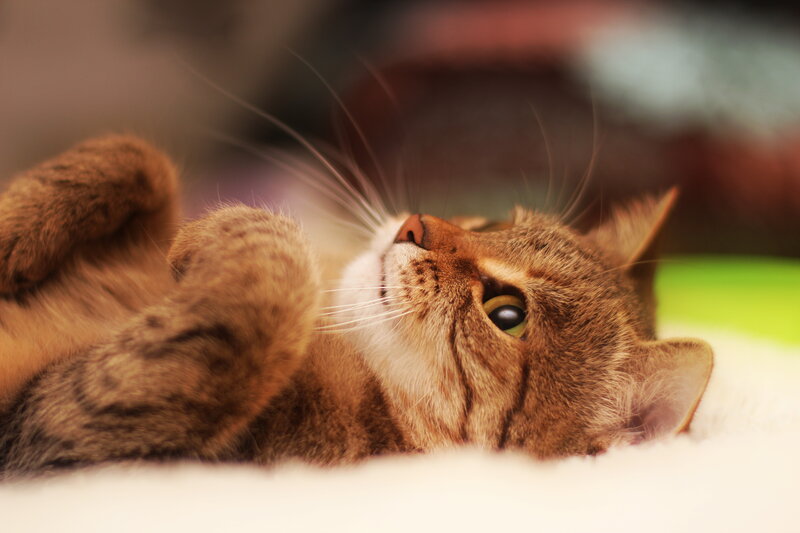 Brown Tabby Cat Lying — Relaxed