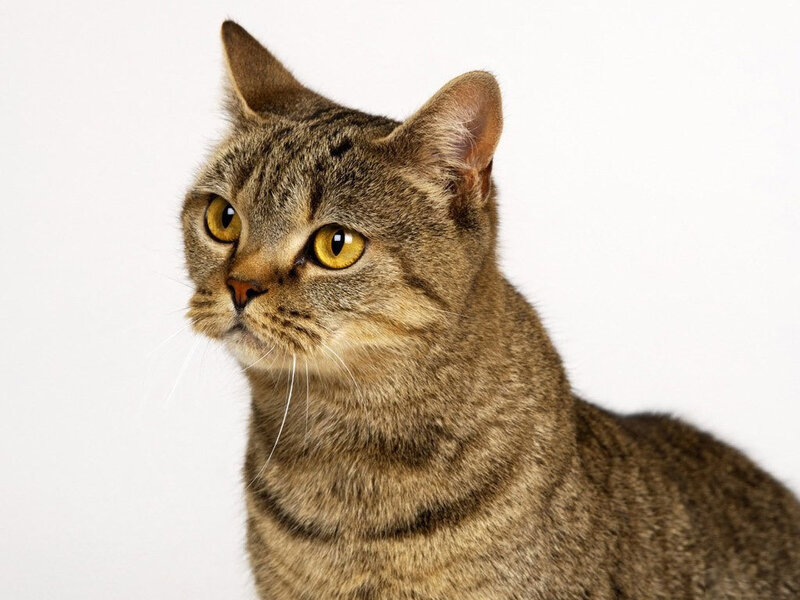Brown Tabby Cat — Neutral, Photograph