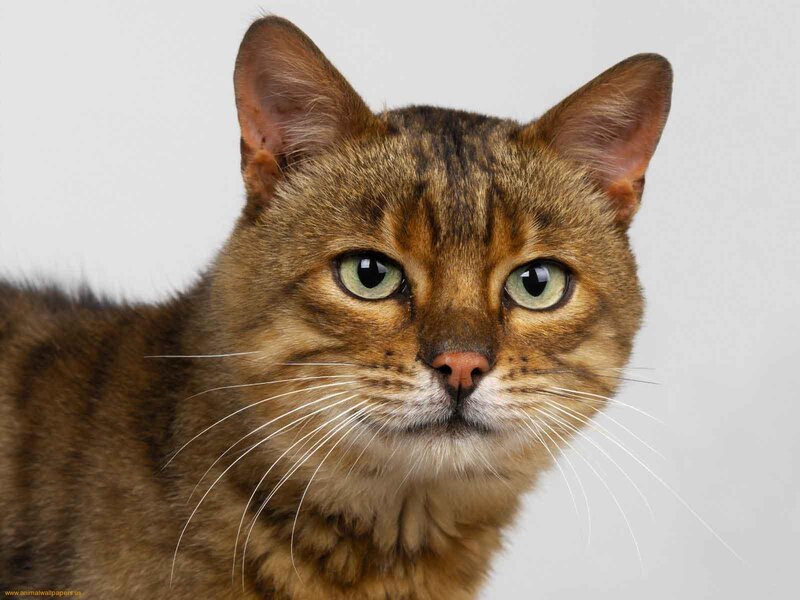 Brown Tabby Cat — Neutral, Photograph, Whiskers