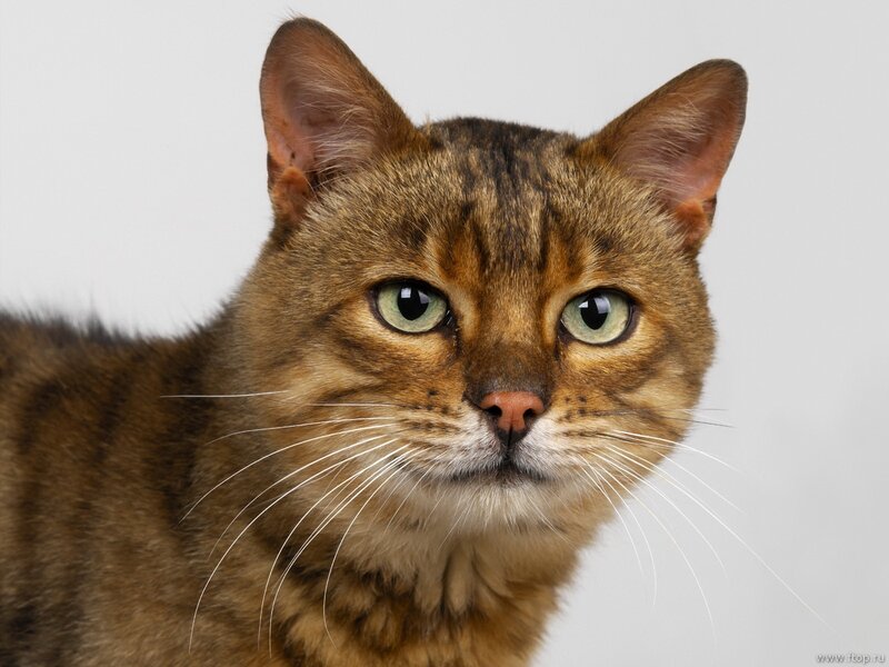 Brown Tabby Cat — Neutral