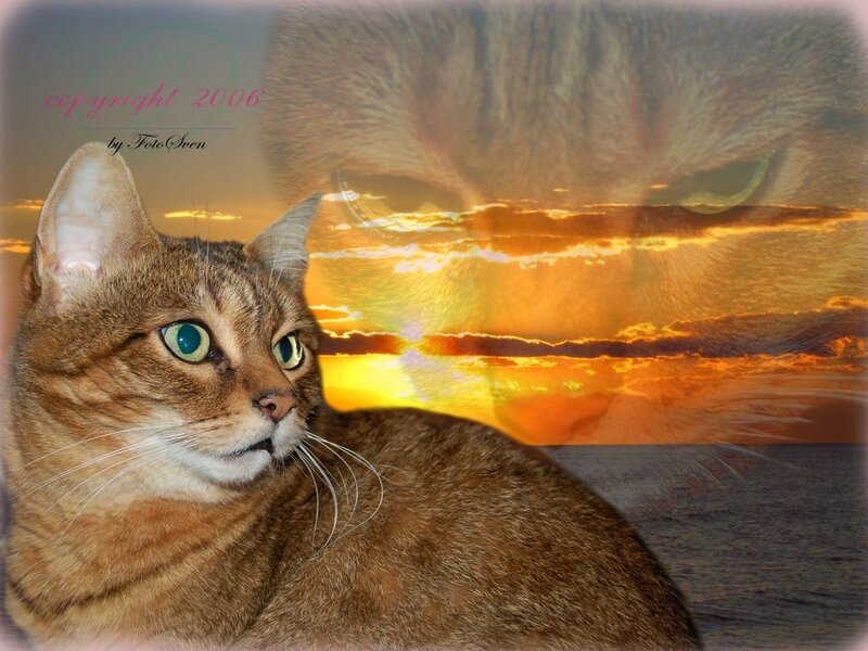 Brown Tabby Cat — Orange