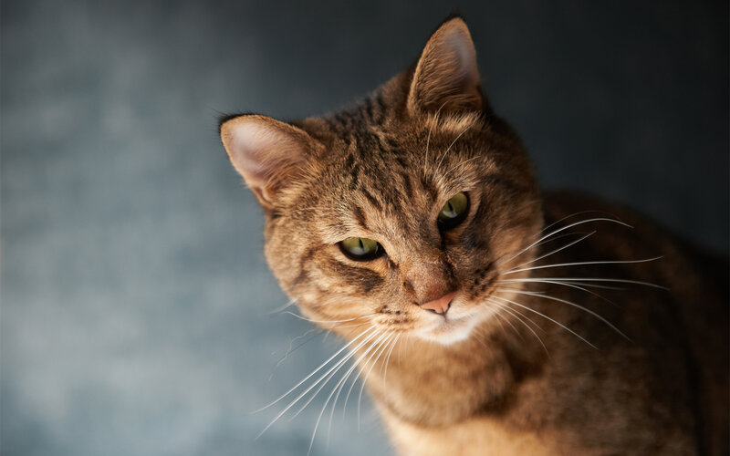 brown tabby cat portrait