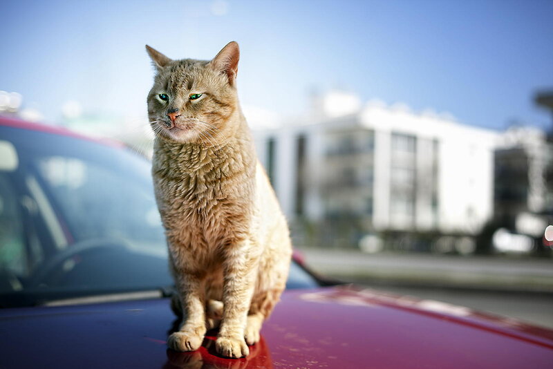 Brown Tabby Cat — Red, Calm