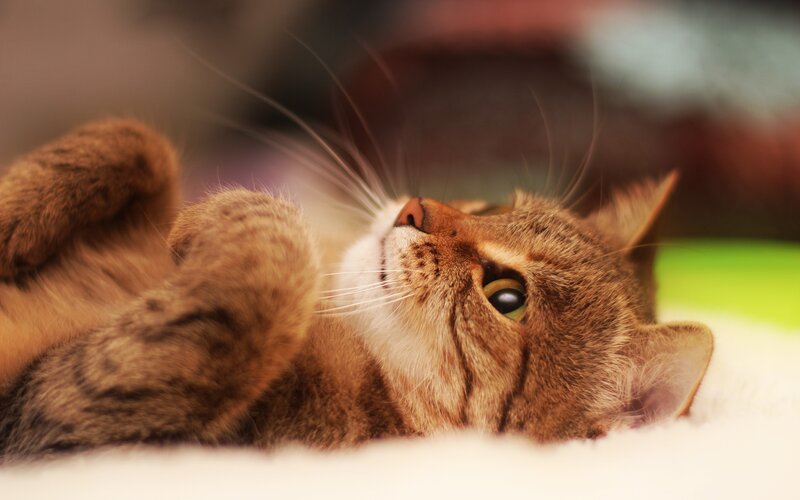 Brown Tabby Cat — Relaxed