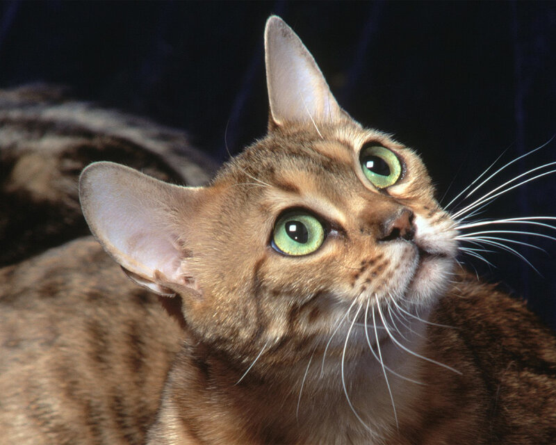 Brown Tabby Cat