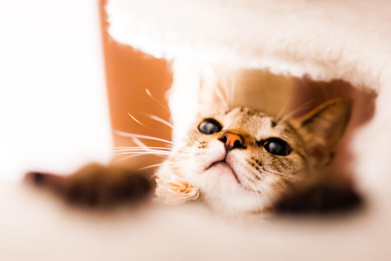 Brown Tabby Cat — White