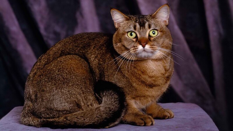 brown tabby cat with green eyes