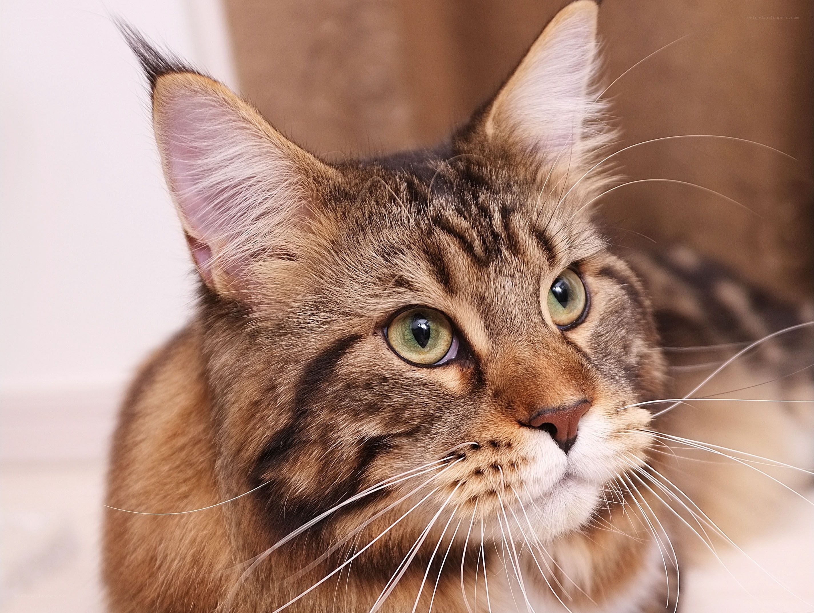 brown tabby cat with green eyes