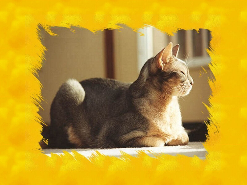 Brown Tabby Cat — Yellow