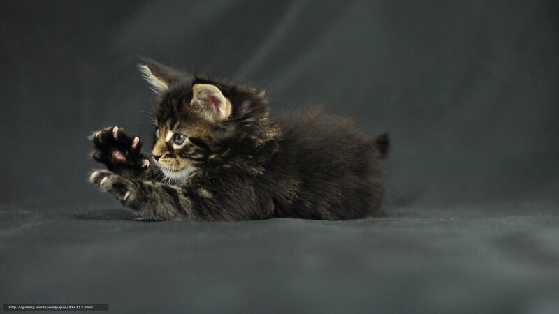 Brown Tabby Kitten — Black