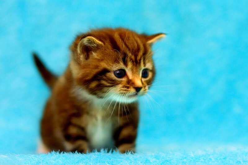 Brown Tabby Kitten — Blue, Calm, Photograph, Blue Background