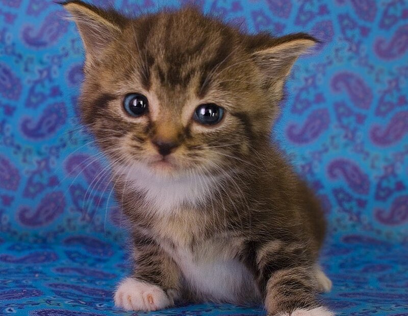 Brown Tabby Kitten — Blue, Calm, Photograph, Blue Patterned Fabric