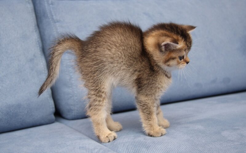 Brown Tabby Kitten — Blue, Calm, Photograph, Couch