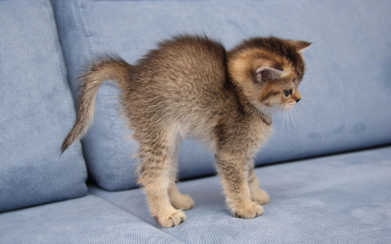 Brown Tabby Kitten — Blue, Calm, Photograph