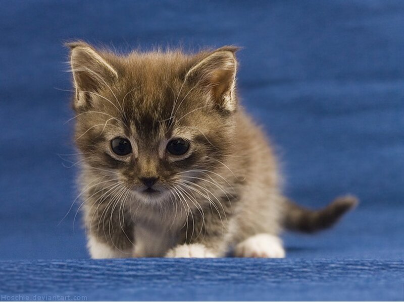 Brown Tabby Kitten — Blue, Calm