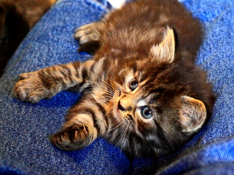 Brown Tabby Kitten — Blue, Curious