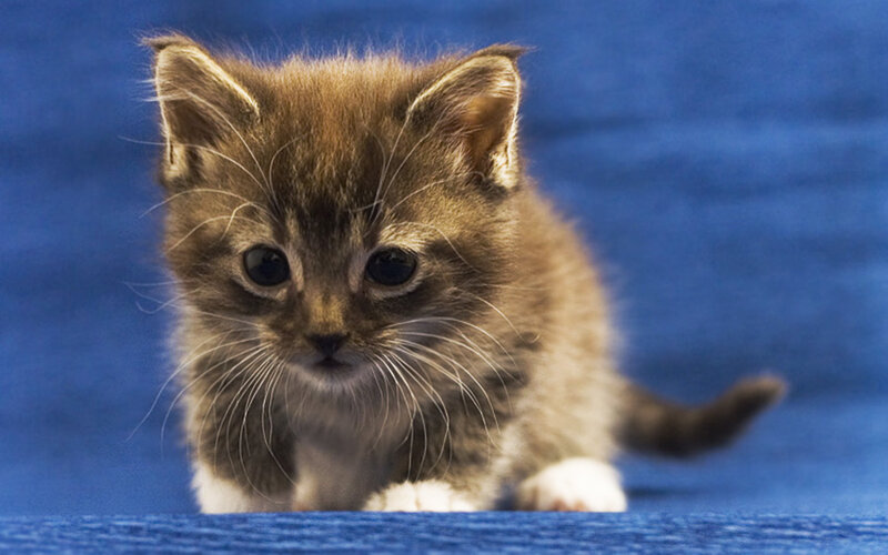 Brown Tabby Kitten — Blue