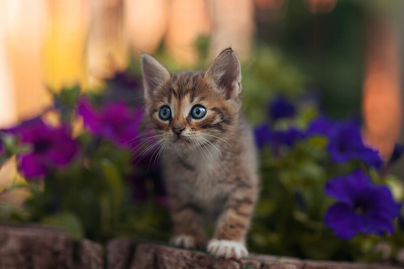 Brown Tabby Kitten — Calm, Afternoon, Photograph, Purple Flowers