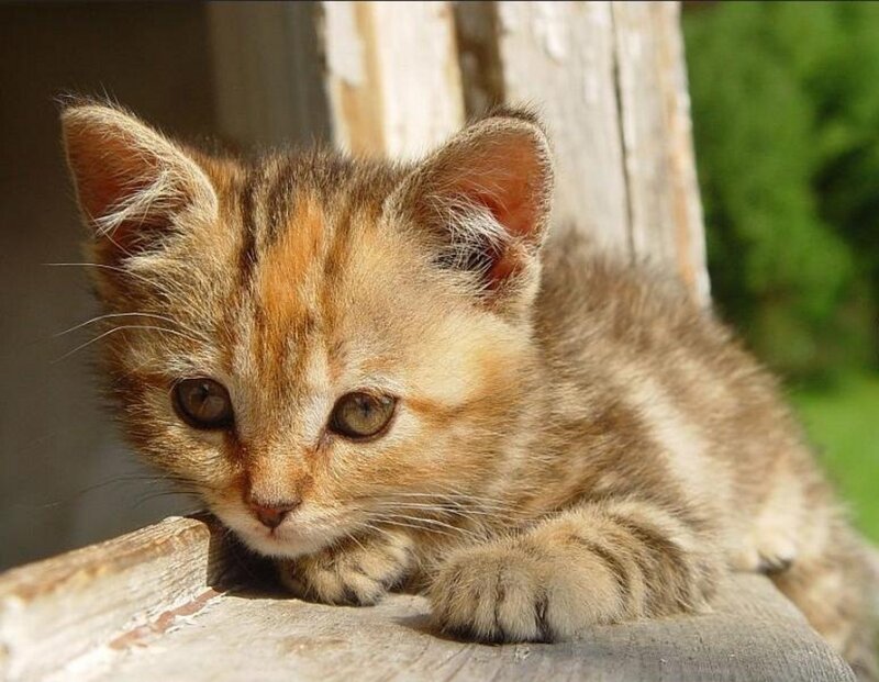 Brown Tabby Kitten — Calm, Afternoon, Photograph