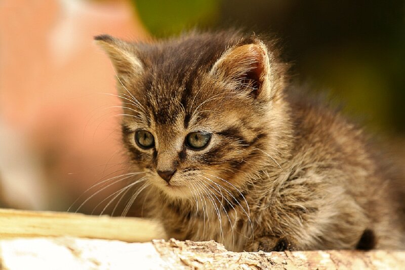 Brown Tabby Kitten — Calm, Afternoon, Photograph, Whiskers, Wood