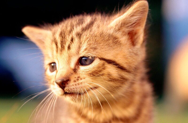 Brown Tabby Kitten — Calm, Afternoon
